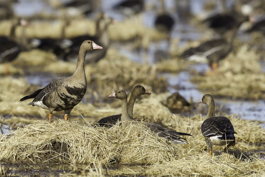 White-fronted Geese